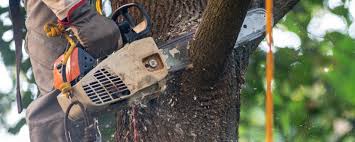 Leaf Removal in Mendota, CA