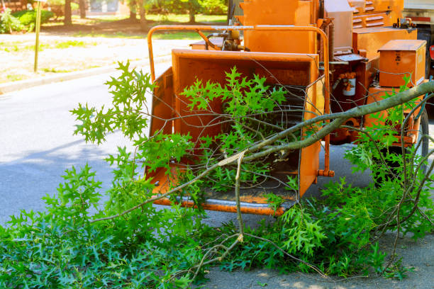 Trusted Mendota, CA Tree Services Experts