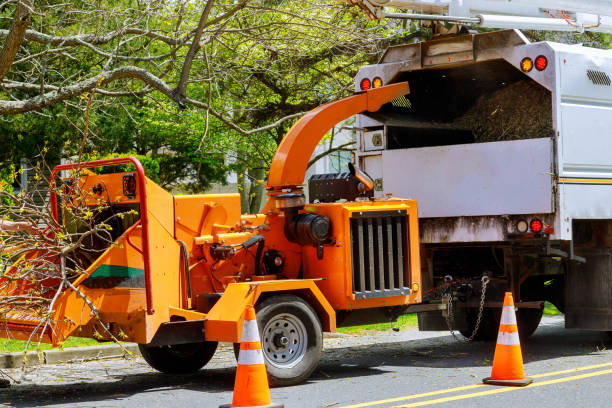 Best Tree Cabling and Bracing  in Mendota, CA