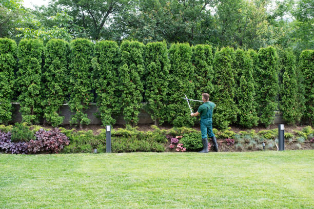 Best Lawn Disease Treatment  in Mendota, CA
