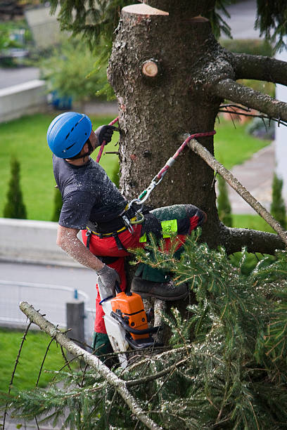 Best Lawn Watering Services  in Mendota, CA
