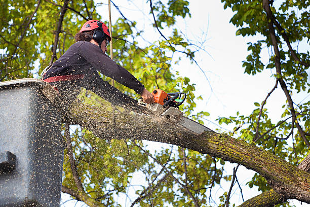 Best Lawn Maintenance Plans  in Mendota, CA